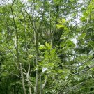 20 Caucasian Nettle Tree Seeds ( Hackberry ) Celtis Caucasica Fresh Garden