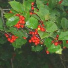20 Old Heavy Berry Amer Holly Seeds Ilex Opaca X " Old Heavy Berry X Brown " Fresh Garden