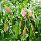 20 Fabers Maple Seeds Acer Fabri Fresh Garden