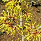 10 Harlow Car Witch Hazel Seeds Hamamelis × Intermedia Fresh Garden