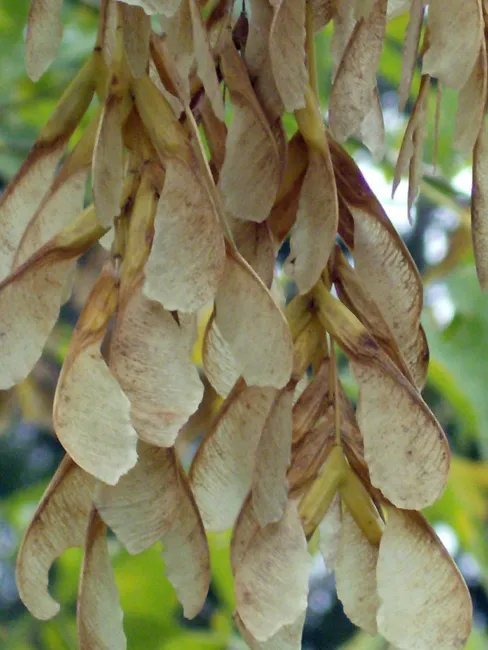 20 Ashleaf Maple Seeds Acer Negundo Fresh Garden