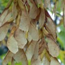 20 Ashleaf Maple Seeds Acer Negundo Fresh Garden
