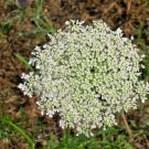 40 Queen Anne'S Lace Seeds (Daucus Carota ) Fresh Garden
