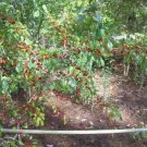 20 Red Cascade Holly Seeds Ilex Decidua Fresh Garden