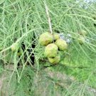 15 Pond Cypress Seeds Taxodium Distichum Var Imbricarium Fresh Garden