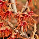 10 Red Imp Witch Hazel Seeds Hamamelis Vernalis Fresh Garden