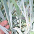 50 Blue Dune Grass Seeds ( Leymus Arenarius) Very Fast Spreading Plant Fresh Garden
