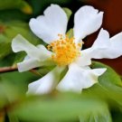 10 Camellia Fluviatilis Seeds Fresh Garden