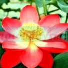 5 Yimeng Red Lotus Seeds Nelumbo Nucifera Fresh Garden