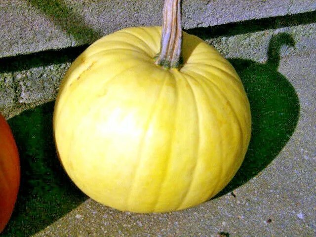 20 White Pumpkin Seeds Cucurbita Fresh Garden