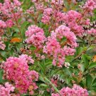25 Caddo Crepe Myrtle Seeds Lagerstroemia Indica " Caddo " Fresh Garden
