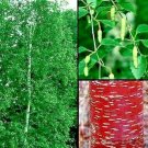 30 Chinese Paper Birch Seeds Betula Albo Sinensis Fresh Garden