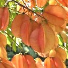 15 Rose Lantern Raintree Seeds Koelreuteria Paniculata 'Rose Lantern' Fresh Garden