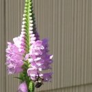 30 Obedient Plant Seeds ( Physostegia Virginiana ) Fresh Garden