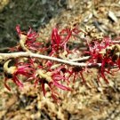 10 Tsukubana Kureai Witch Hazel Seeds Hamamelis Japonica 'Tsukubana Kureai' Fresh Garden