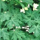 20 Walderseei Speckled Norway Maple Seeds Acer Platanoides Walderseei Fresh Garden