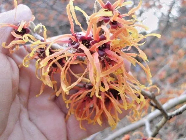10 Jelena Witch Hazel Seeds Hamamelis &Atilde;� Intermedia 'Jelena' Fresh Garden