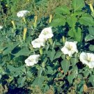 50 Jimpson Weed Datura Seeds Datura Stramonium Fresh Garden