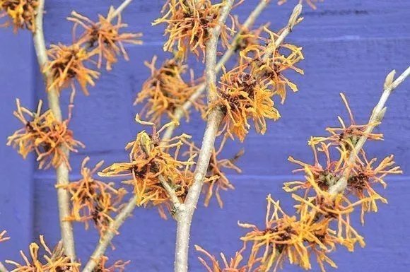 10 Swallow Hayes Witch Hazel Seeds Hamamelis X Intermedia Fresh Garden
