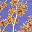 10 Swallow Hayes Witch Hazel Seeds Hamamelis X Intermedia Fresh Garden