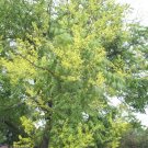 30 Golden Rain Tree Seeds Koelreuteria Paniculata Fresh Garden