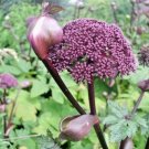 30 Appalachian Mountain Mint Seeds Pycnanthemum Flexuosum Fresh Garden