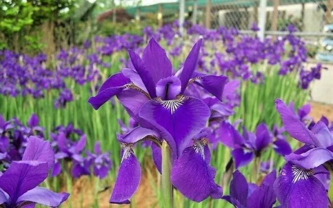 30 Caesars Brother Siberian Iris Seeds Iris Siberica Fresh Garden
