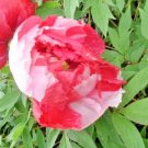 10 Sister Tree Peony Seeds (Paeonia Suffruticosa) Fresh Garden