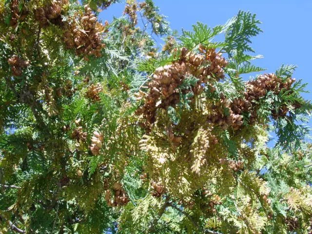 20 Eastern Arborvitae Seeds Thuja Occidentalis (White Cedar) Fresh Garden