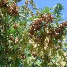 20 Eastern Arborvitae Seeds Thuja Occidentalis (White Cedar) Fresh Garden