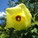 25 Yellow Hibiscus Seeds Talipariti Hamabo Fresh Garden