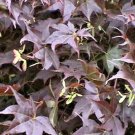 20 Chikushigata Japanese Maple Seeds Acer Palmatum " Chikushigata " Fresh Garden