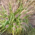 50 Black Plume Grass 'Moudry' Seeds Fresh Garden