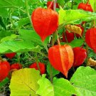 50 Chinese Lantern Seeds Physalis Alkekengi Fresh Garden