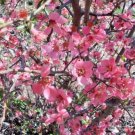 15 Enchantress Flowering Quince Seeds Chaenomeles × Californica 'Enchantress' Fresh Garden