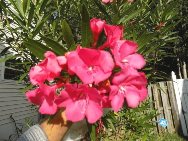 25 Red Flowered Oleander Seeds Nerium Oleander Fresh Garden