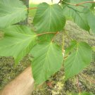 20 Japanese Striped Bark Maple Seeds Acer Rufinerve Fresh Garden