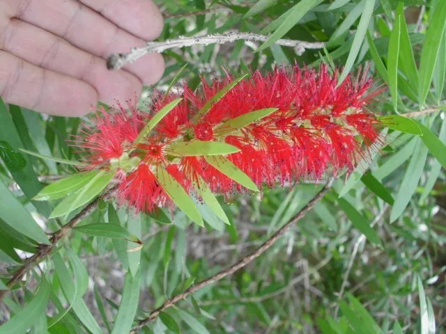 20 Texas Bottlebrush Seeds Callistemon Viminalis Fresh Garden