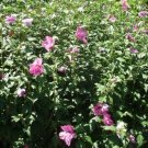 20 Freedom Rose Of Sharon Seeds Hibiscus Syriacus Fresh Garden