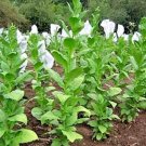 Turkish Basma Tobacco 100 Seeds Fresh Garden