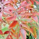 40 Winged ( Flame Leaf ) Sumac Seeds ( Rhus Copallinum ) Fresh Garden