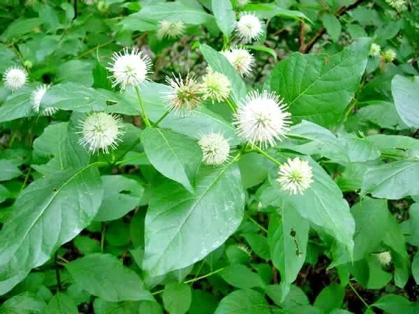 30 Common Buttonbush Seeds Cephalanthus Occidentalis Fresh Garden