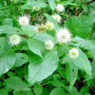 30 Common Buttonbush Seeds Cephalanthus Occidentalis Fresh Garden
