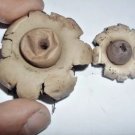 Earthstar Mushroom Spores Astraeus Smithii Fresh Garden
