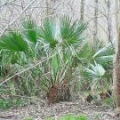 15 Dwarf Palmetto Palm Seeds Sabal Minor Fresh Garden