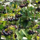 20 Black Chokeberry Seeds Aronia Melanocarpa Fresh Garden