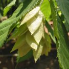 20 Eastern Hop Hornbeam Ostrya Virginiana Fresh Garden