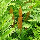 Royal Fern Spores Osmunda Regalis Fresh Garden