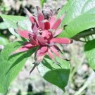 10 Carolina Allspice Seeds Calycanthus Floridus Fresh Garden