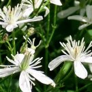 25 Wild (Virgin'S Bower) Clematis Seeds Clematis Virginiana Fresh Garden